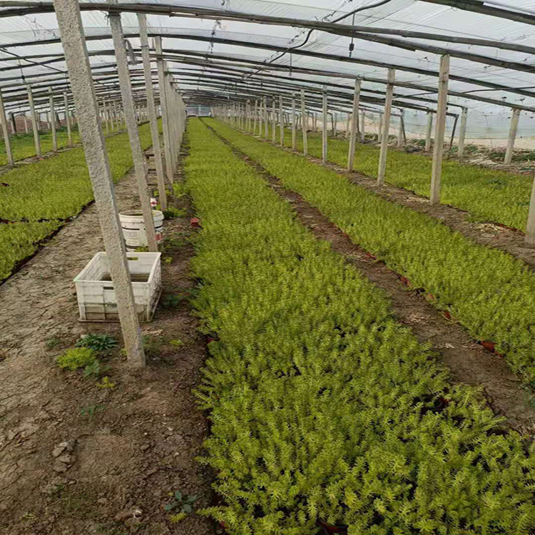 佛甲草基地报价 山东青州宿根佛甲草 夏杰花卉 货到付款