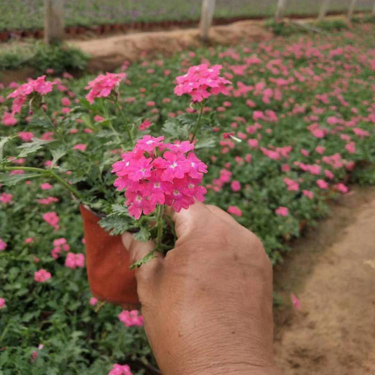 常年供应草花美女樱 宿根花卉美女樱批发 夏杰花卉 绿化花木