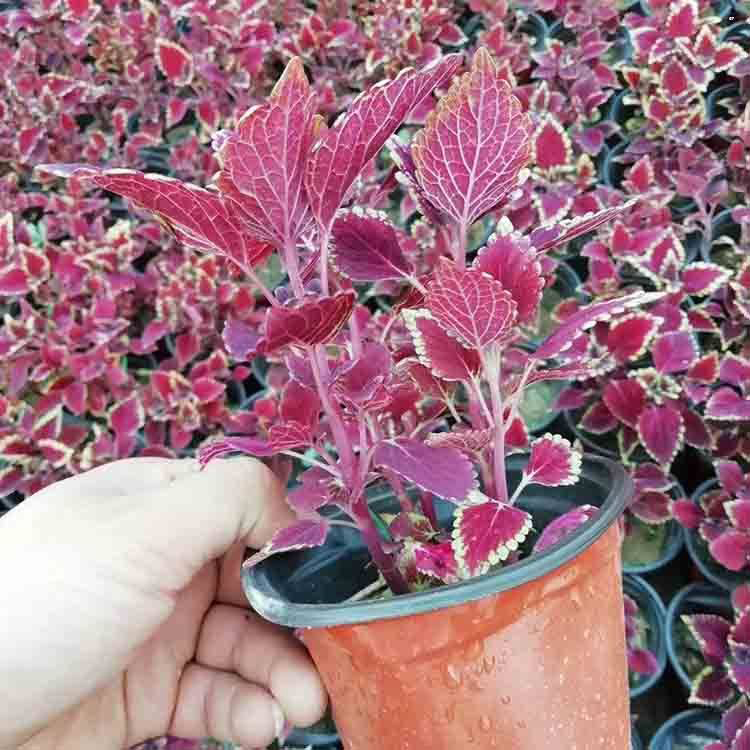 观叶花卉观赏草本彩叶草 地被道路彩叶草 夏杰花卉 基地种植