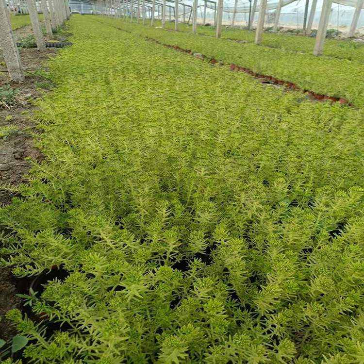 基地批发盆栽佛甲草 盆栽佛甲草批发 夏杰花卉 基地种植