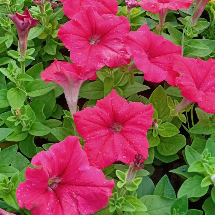 绿化用矮牵牛 多色牵牛花杯苗价格 夏杰花卉 定金发货