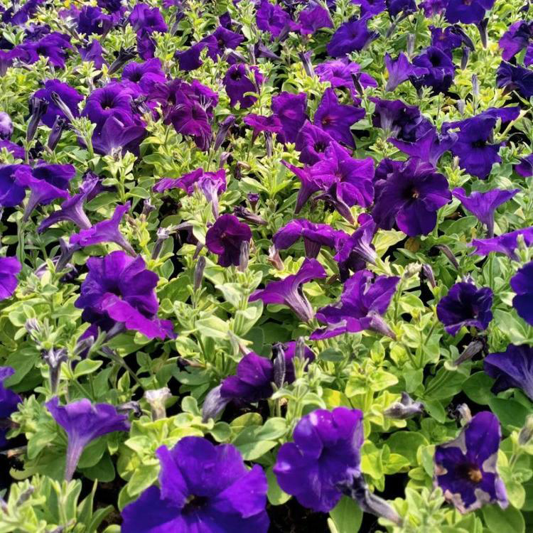 山西矮牵牛 花箱花卉 矮牵牛小苗培育