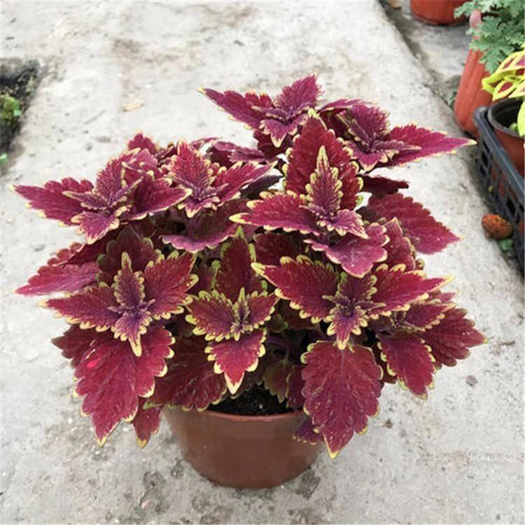 彩叶草基地供应 绿化种植彩叶草 夏杰花卉 定金发货