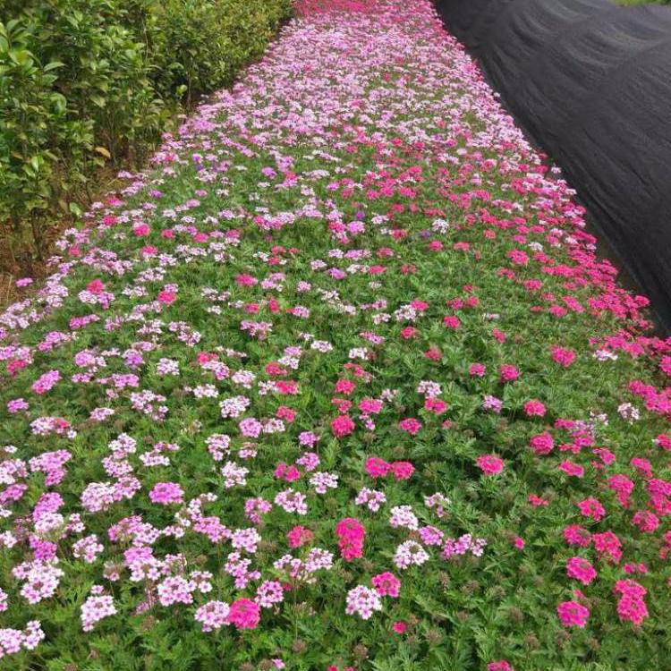 基地出售草花美女樱 基地批发美女樱
