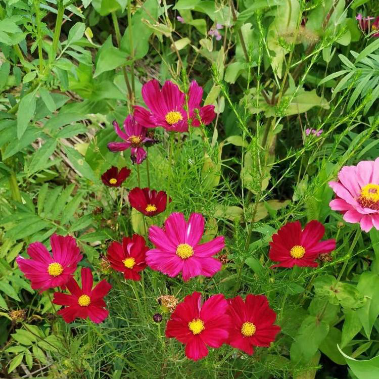 四季种易活百日草 批发出售草花子百日草 夏杰花卉 基地发货