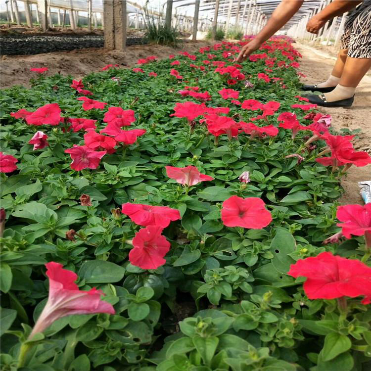 多种时令花卉矮牵牛 公园矮牵牛花卉批发 夏杰花卉 绿化花木