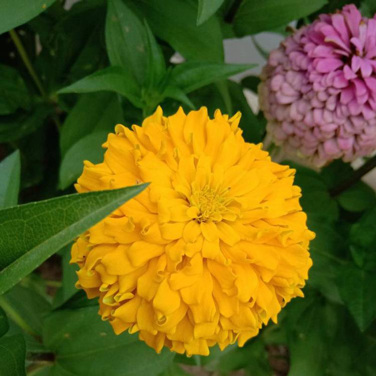 批发花海花卉百日草 百日草节庆租摆花坛 夏杰花卉 定金发货