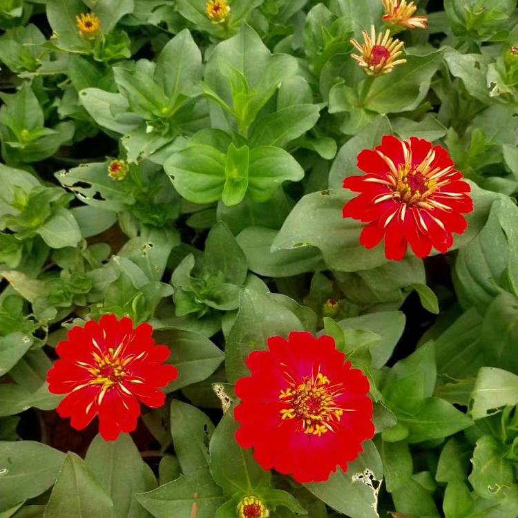 花苗百日草子花籽供应 百日草基地批发 夏杰花卉 基地常年批发