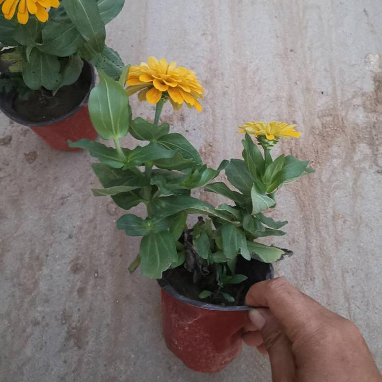批发草花子百日草 出售盆栽百日草 夏杰花卉 基地种植