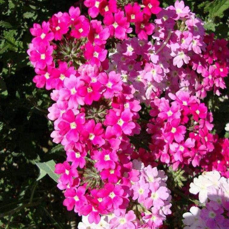苗圃直供草花美女樱 时令草花盆栽美女樱 夏杰花卉 定金发货