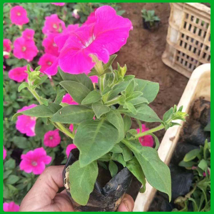 定州矮牵牛 绿化草花 矮牵牛小苗