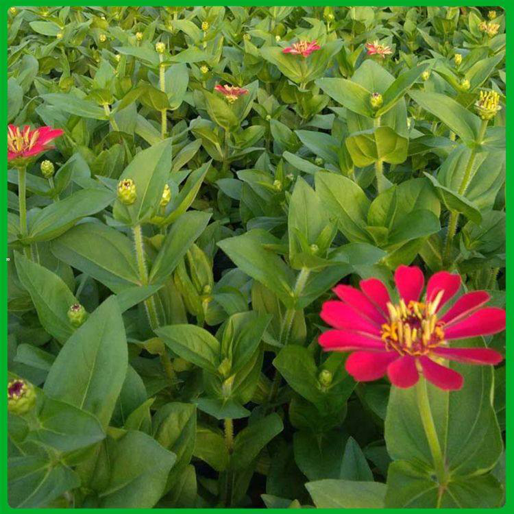 花海景区百日草 野花组合百日草 夏杰花卉 基地发货