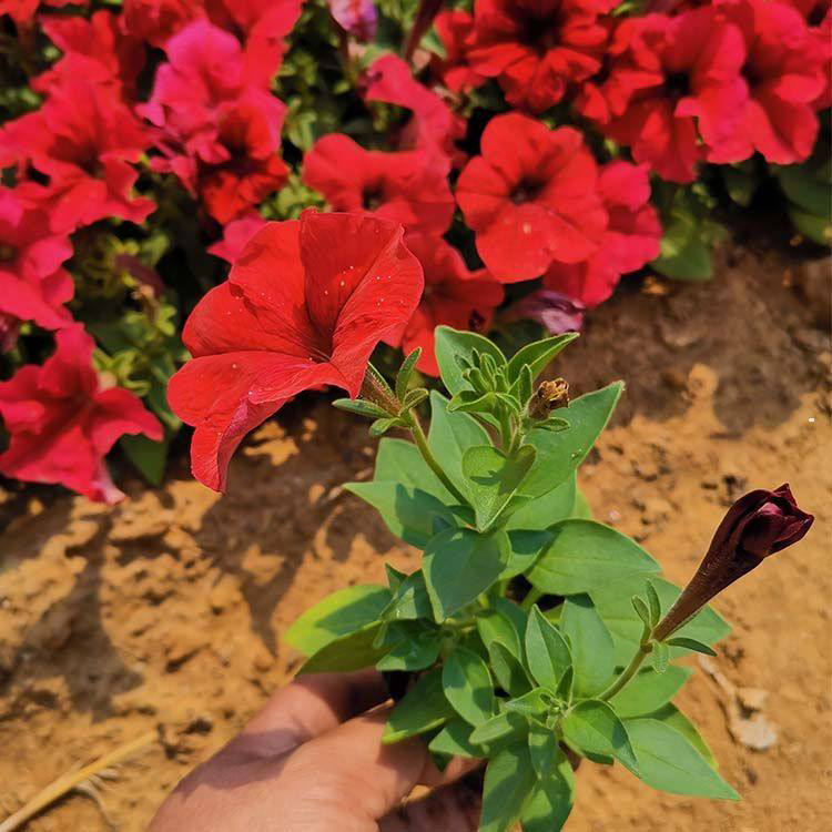青州矮牵牛草花基地 公园矮牵牛花卉批发 夏杰花卉 基地常年批发