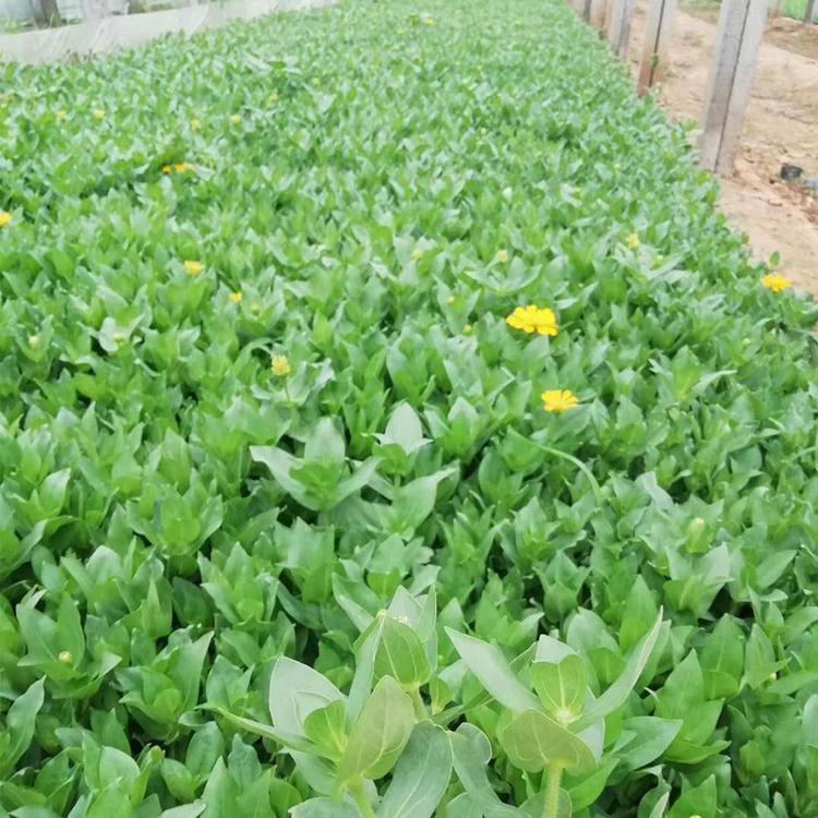 室外种植百日草 百日草庭院观赏 夏杰花卉 园林批发