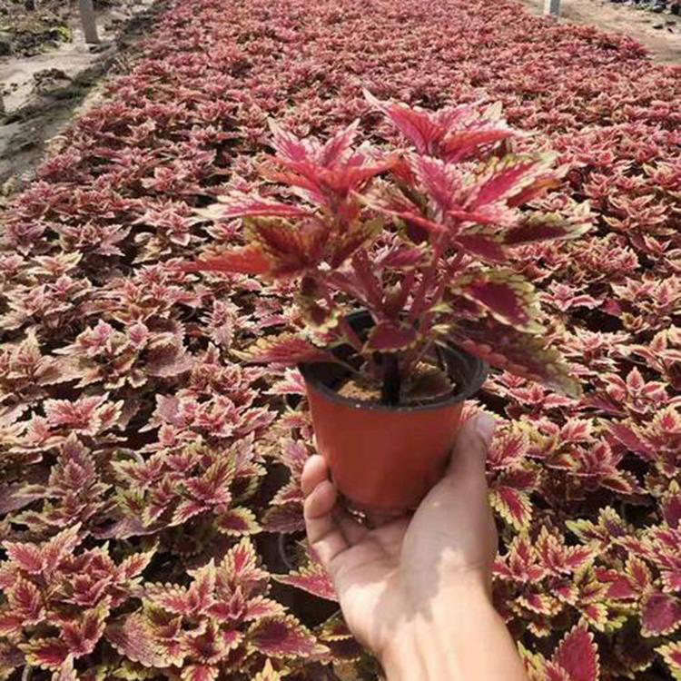 观叶花卉观赏草本彩叶草 绿化种植彩叶草 夏杰花卉 货到付款