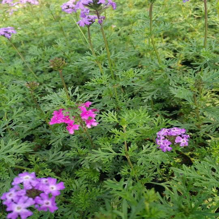 工程绿化地被草花美女樱 宿根花卉美女樱批发 夏杰花卉 基地常年批发