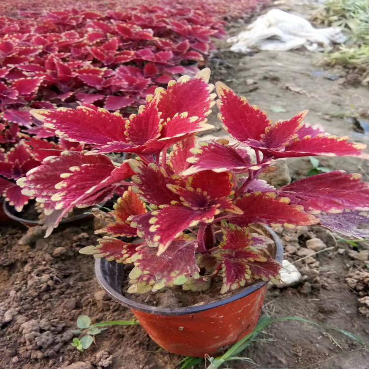 基地直发彩叶草 彩叶草草花基地 夏杰花卉 定金发货