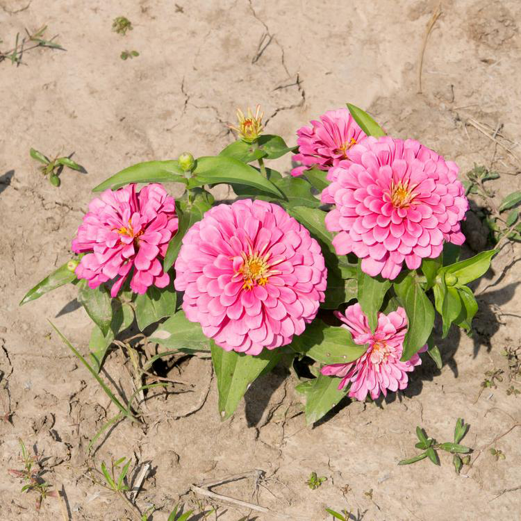 批发草花子百日草 百日草庭院四季种植 夏杰花卉 基地发货