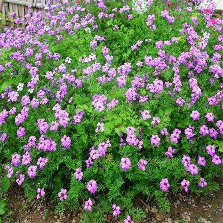 基地批发草花美女樱 绿化用时令草花