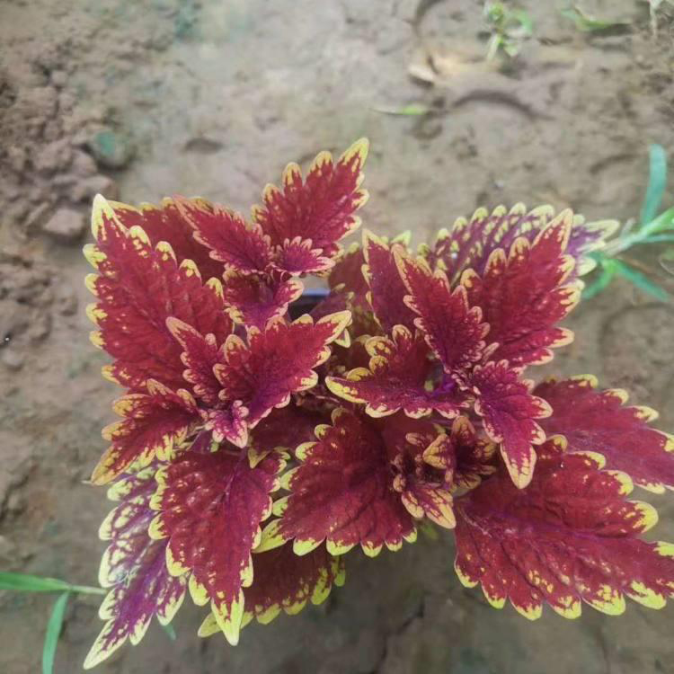 批发金边彩叶草 工程绿化耐寒绿植彩叶草 夏杰花卉 基地种植