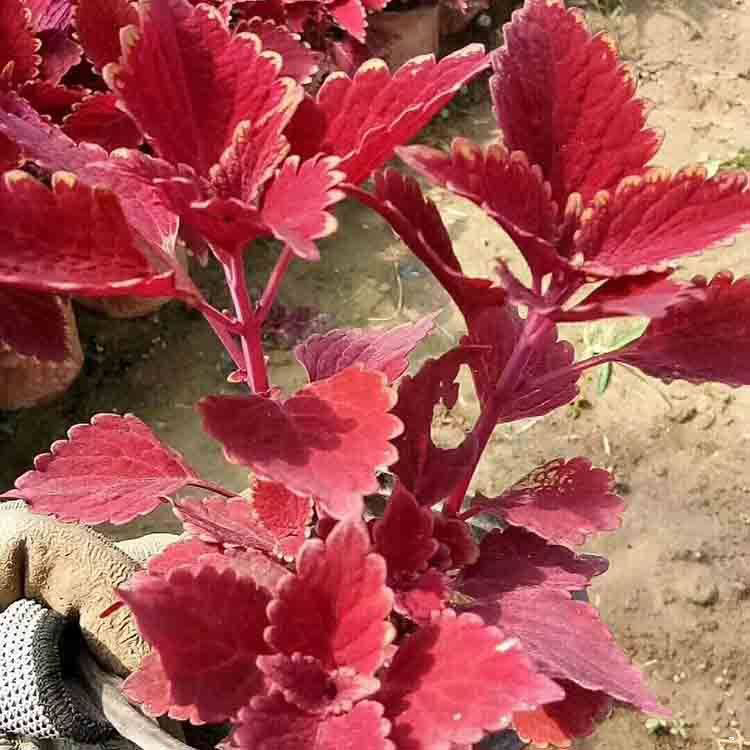 2021年彩叶草报价 大量批发彩叶草苗 夏杰花卉 小区草花