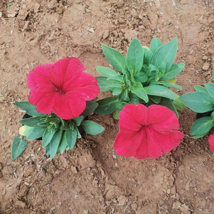 定州矮牵牛 公路两侧用草花 出售矮牵牛