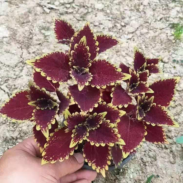 出售金边彩叶草 地被道路彩叶草 夏杰花卉 公园草花