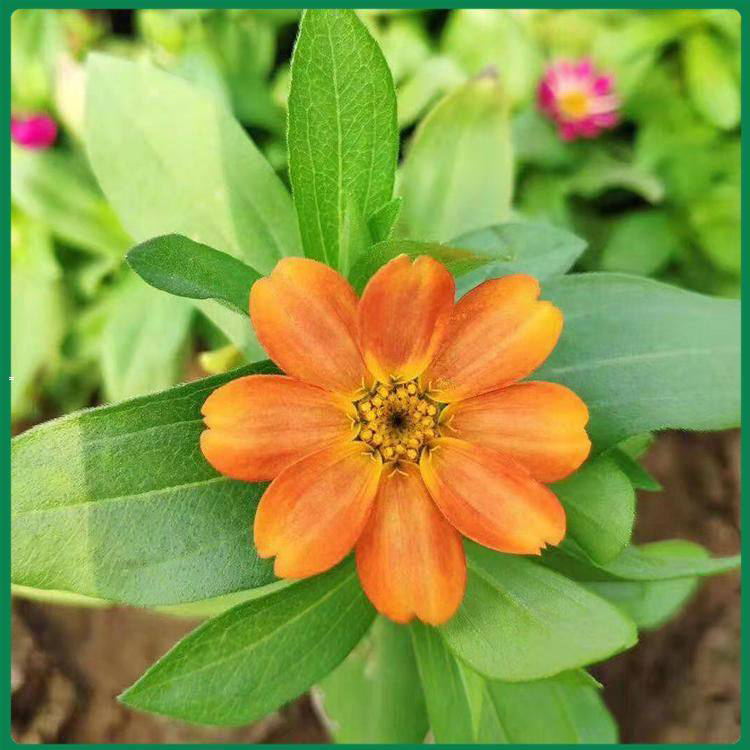 工程园林草花种子 盆栽花卉百日草 夏杰花卉 苗圃供应