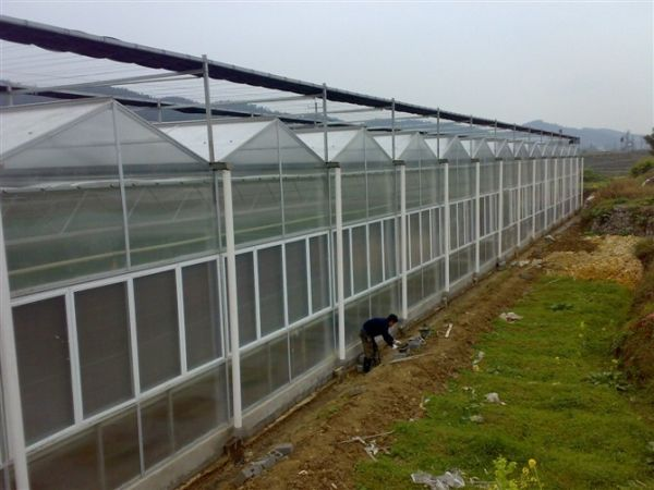福建阳光板连栋温室工程建设 顶部阳光板设计 国家补贴项目
