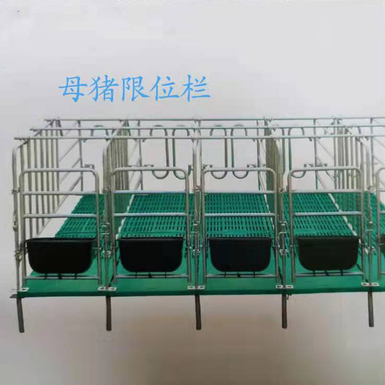 热镀锌全复合母猪限位栏 带漏粪板10猪位落地式育肥母猪定位栏 