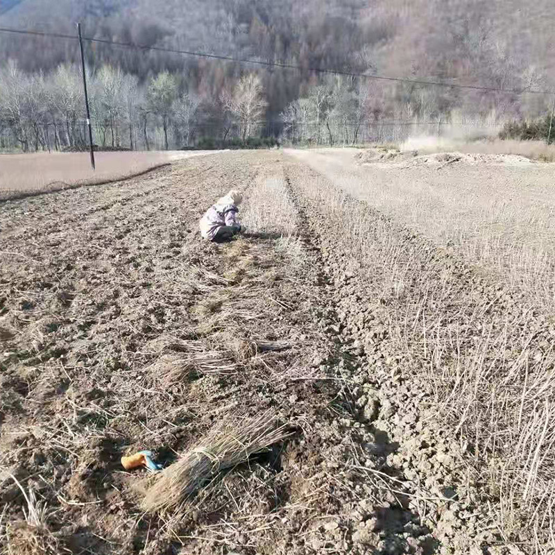 优质刺嫩芽苗 根系好 刺嫩芽苗易成活 基地直发 常年培育