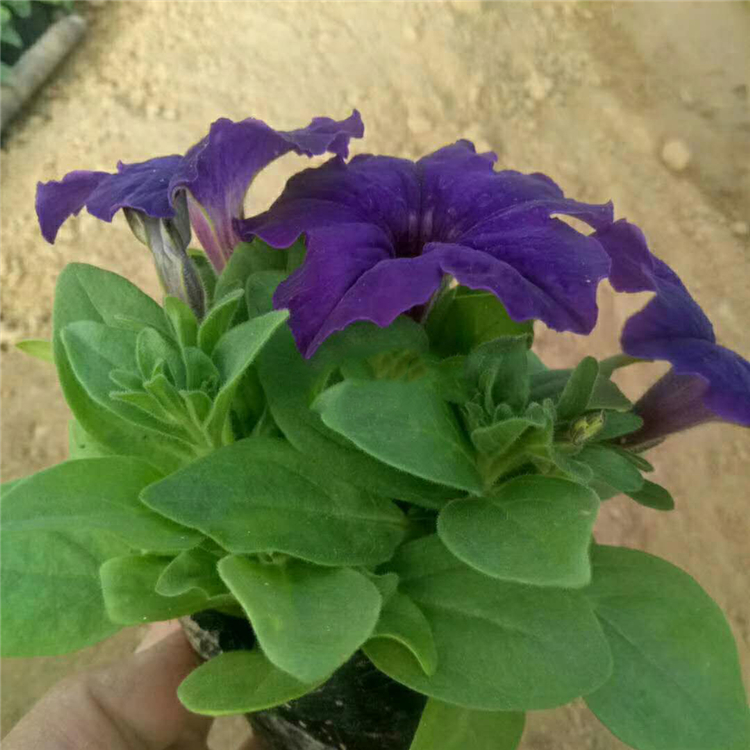 多花色牵牛 基地种植牵牛 基地出售