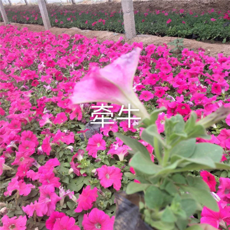 好养活的牵牛花 牵牛花基地 基地优惠直发