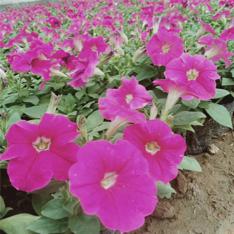 好养活的牵牛花 牵牛小苗培育 基地出售
