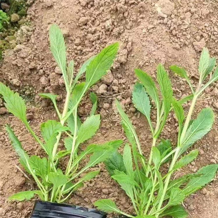 青州草本花卉基地 直供马鞭草 马鞭草供应商
