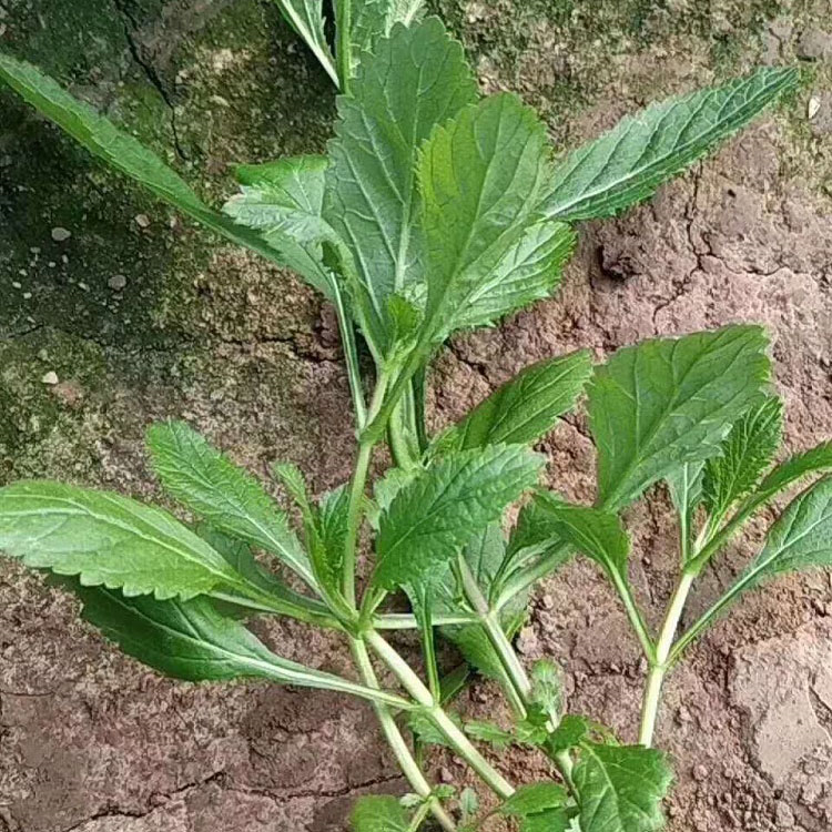山东花卉种植基地 大量供应马鞭草 马鞭草培育基地
