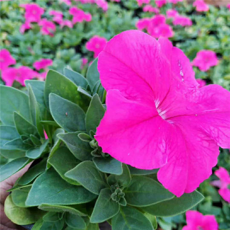 好养活的牵牛花 基地种植牵牛 种植户直供