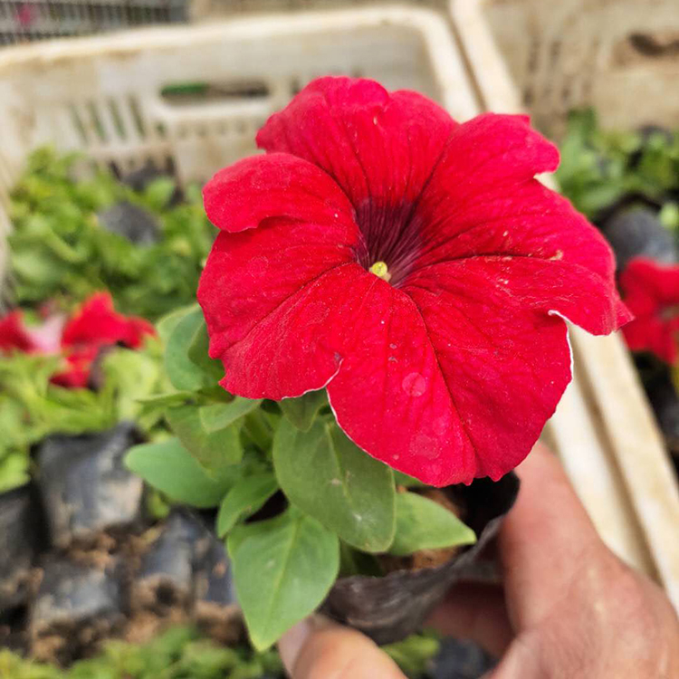 好养活的牵牛花 牵牛苗价格 基地优惠直发