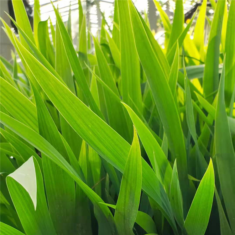 多色鸢尾 山东鸢尾小苗种植基地 春彩花卉苗木供应