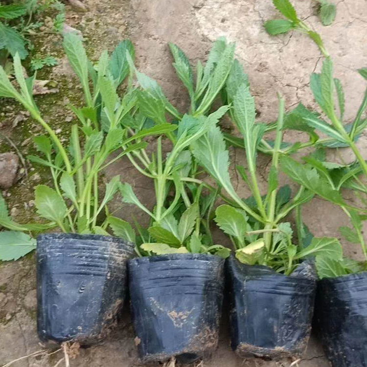 马鞭草花海苗 大量供应马鞭草 马鞭草培育基地