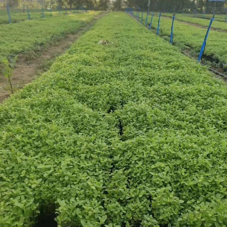 春彩种植观花地被宿根千屈菜小苗 好成活易栽培
