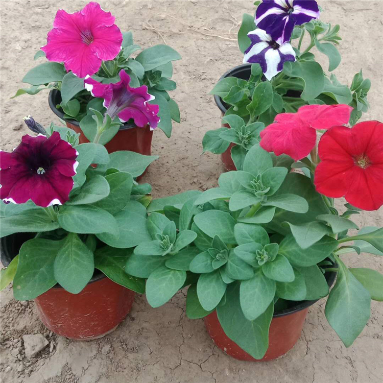 耐寒牵牛花 牵牛小苗培育 基地优惠直发