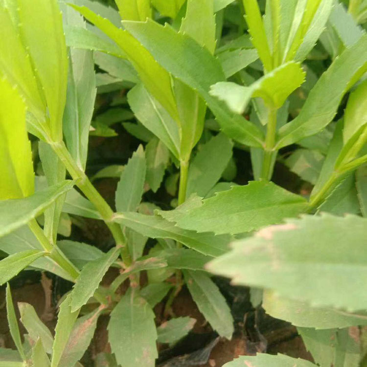 马鞭草小苗 苗圃供应马鞭草 马鞭草供应商