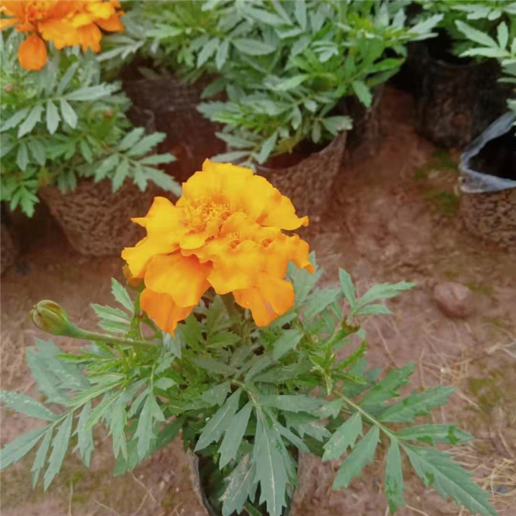 孔雀草花苗 孔雀草种植基地 潍坊孔雀草批发商 苗圃直供孔雀草