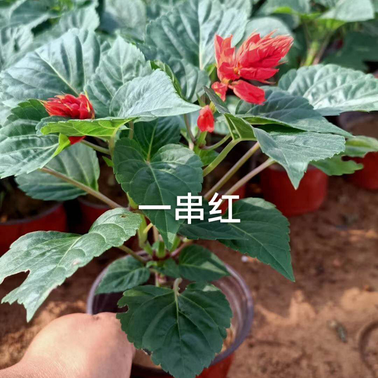 一串红苗 一串红培育基地 一串红报价