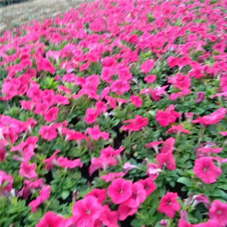 好养活的牵牛花 牵牛小苗培育 基地优惠直发