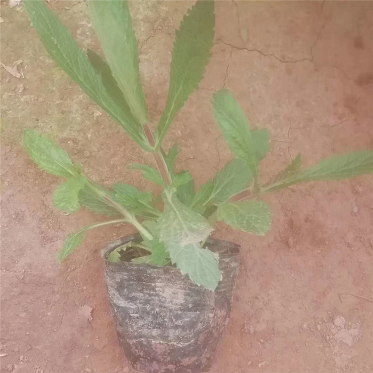 春彩马鞭草 大量供应马鞭草 马鞭草种植基地