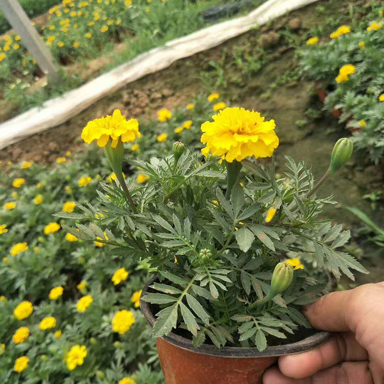 孔雀草盆栽价格 孔雀草种植基地 潍坊孔雀草批发商 孔雀草大量供应