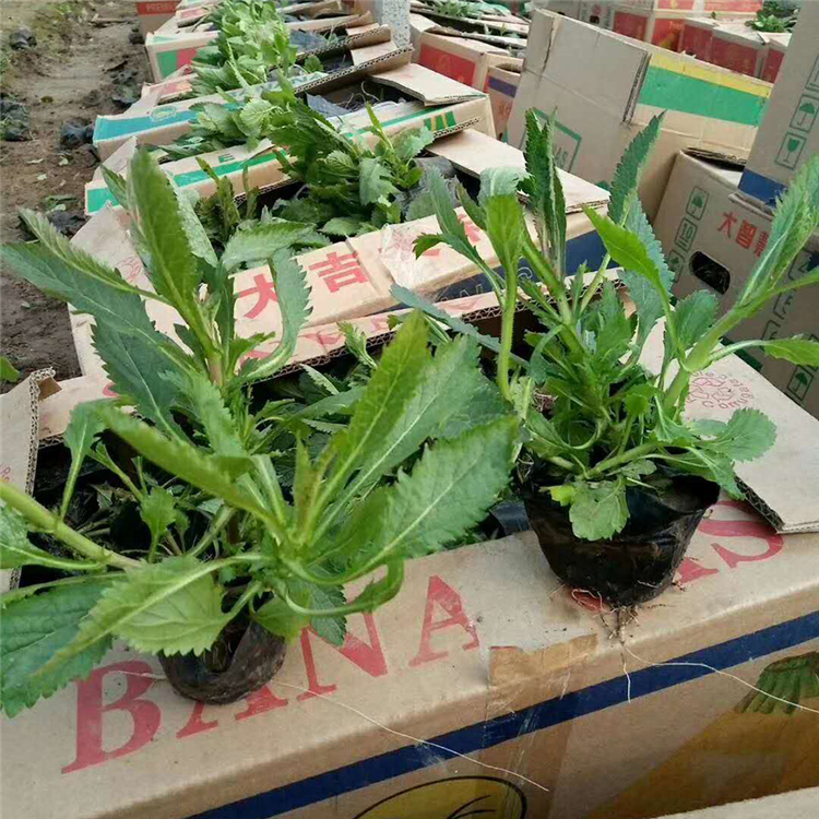 马鞭草 苗圃供应马鞭草 马鞭草培育基地