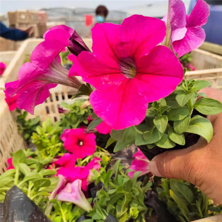 耐寒牵牛花 基地种植牵牛 种植户直供